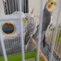 فروش عروس هلندی در پردیس