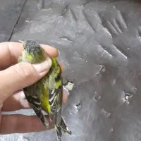 سهره زردوسهره اهوازی|پرنده|مشهد, نوید|دیوار