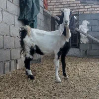 بزغاله ۱ساله پاکستانی گوش بلند شیرا