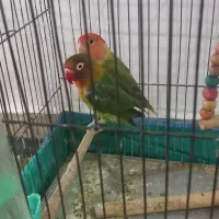 کوتوله برزیلی