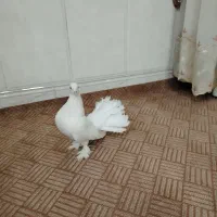 ماده چتری|پرنده|خمینی‌شهر, |دیوار