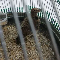 سهره خاکی مست