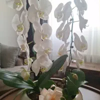 گل ارکیده