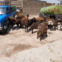 قوچ پلنگی بی گوش وده میش وبره