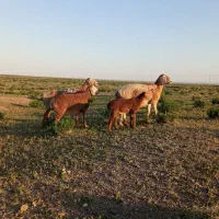 دوراس میش زاییده عروسک فروشی