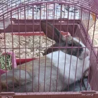 خرگوش ماده ۳ ماهه