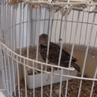 جوجه طوقه|پرنده|خمین, |دیوار