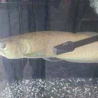 ماهی اروانا