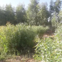 فروش نهال اکالیپتوس قصر شیرین