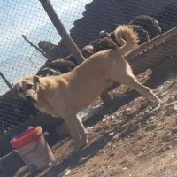 واگذاری توله عراقی ۱۰ماهه