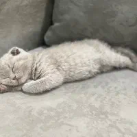 گربه اسکاتیش فولد لیلاک