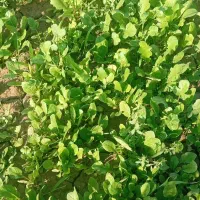 خندل سبزی|خوردنی و آشامیدنی|میناب, |دیوار