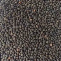کفتر ((قرماش))