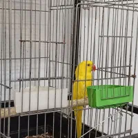 ملنگو رنگی و خورشیدی|پرنده|عباسآباد, |دیوار