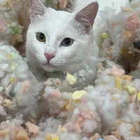 گربه گمشده