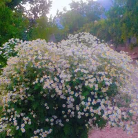 برنج چمپه