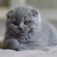 اسکاتیش بلو