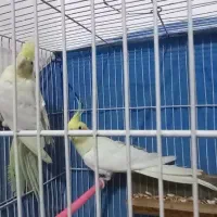 جفت عروس لوتینو با لونه ،قفس و وسایل .