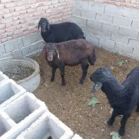 بره نر