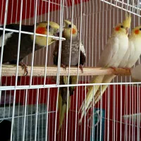 عروس هلندی|پرنده|بناب, |دیوار