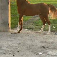 فروش مادیان‌شجره دار