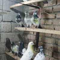 کبوتر پرشی ضمانتی