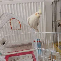 عروس هلندی زعفرانی