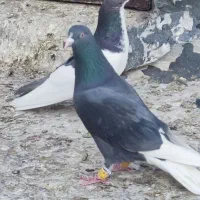 کبوتر|پرنده|شیراز, سعدیه شمالی|دیوار