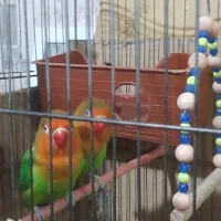 طوطی برزیلی|پرنده|چهاردانگه (تهران), |دیوار