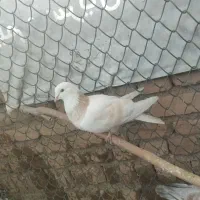 کبوتر|پرنده|رباط‌کریم, رباط‌کریم|دیوار