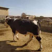 گوساله چاق سیمینتال|حیوانات مزرعه|فرمهین, |دیوار