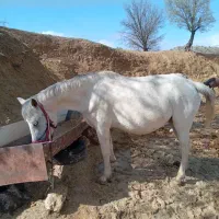 اسب  مادیان