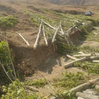 خرید و فروش چوب درخت تر و خشک|عمده‌فروشی|ماکو, |دیوار