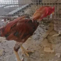 فروش مرغ و خروس لاری 700