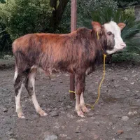 گوساله نر  چالوسی پلنگ ماستی گاو