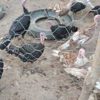 بوقلمون برنز