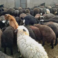بره بز‌غاله‌ نر‌ ماده‌ بز‌ گوسفند
