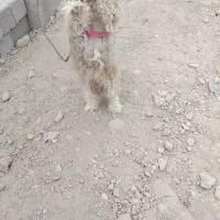 واگذاری شیتزو