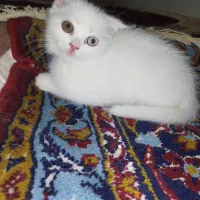 گربه اسکاتیش
