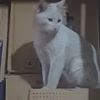 واگذاری گربه رایگان