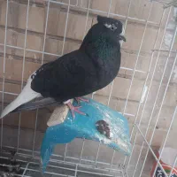 ماده دم سفید با جوجه