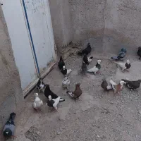 ۲۰عدد کبوتر پلاکی بهبهانی فروشی