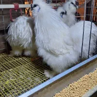 تخم نطفه دار کوشین و ابریشمی|حیوانات مزرعه|خمینیشهر, |دیوار