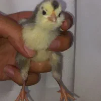 جوجه گلین ۷روزه طوسی