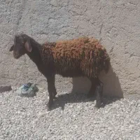بره گیج