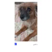 سگ گمشده در رحمانیه