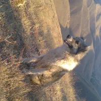 سگ گله ای|سگ|سنندج, |دیوار