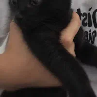 بچه گربه نر سه ماهه