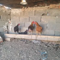 مرغ تخم گذار|حیوانات مزرعه|پاکدشت, خاتون آباد|دیوار