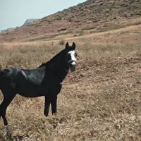ادوتا اسب یکی سواری کرد خون بالا یکی در شوری|اسب و تجهیزات اسب‌سواری|فولادشهر, فولادشهر|دیوار